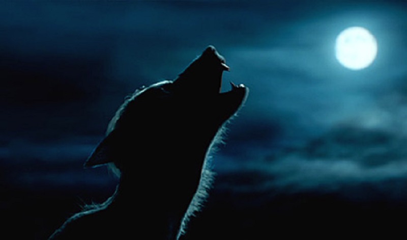 Image présentant Remus Lupin, sous forme de Loup-Garou hurlant à la Pleine lune
